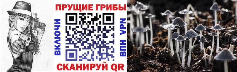 Псилоцибиновые грибы прущие грибы Долгопрудный